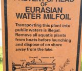 Stop Eurasian Water Milfoil on Maple Lake