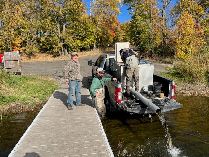 2024 Walleye Stocking Maple Lake MN